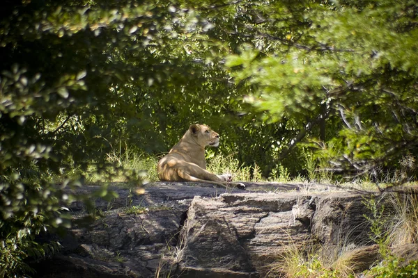 雌のライオン — ストック写真