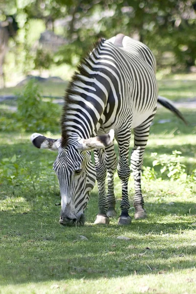 Zebra. — Fotografia de Stock