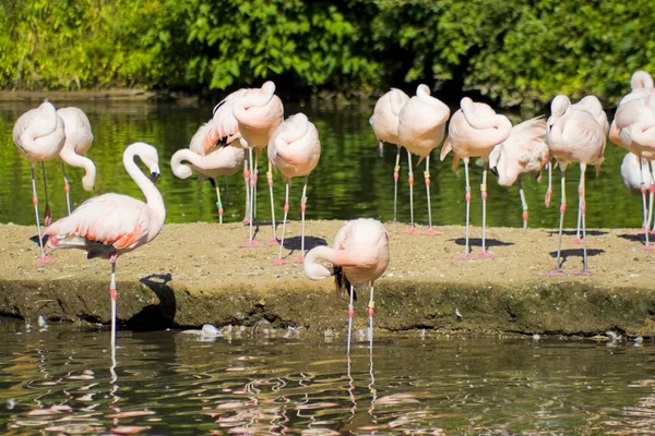 Flamingo fåglar — Stockfoto