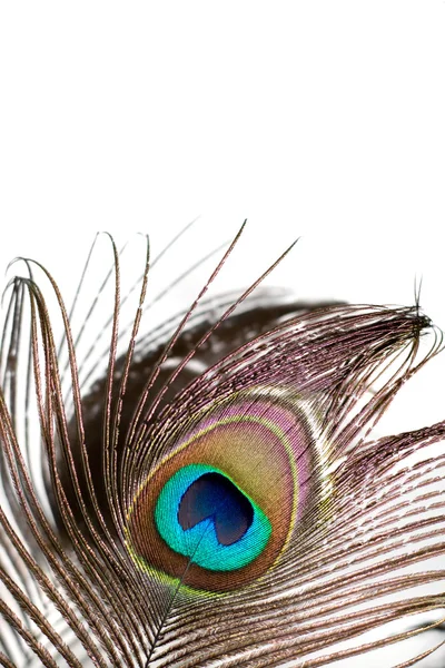 Piuma di pavone — Foto Stock
