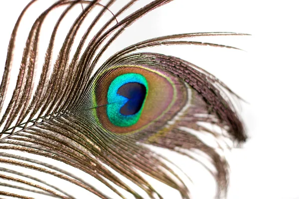 stock image Isolated Peacock Feather