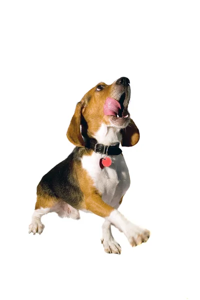 Beagle yalvarıyor — Stok fotoğraf