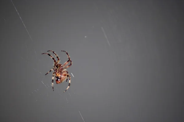 Straszny pająk — Zdjęcie stockowe