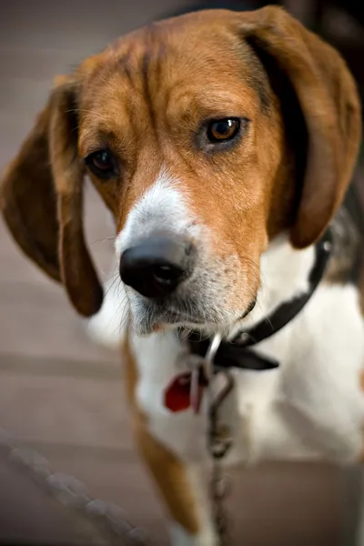 Şirin beagle köpek — Stok fotoğraf