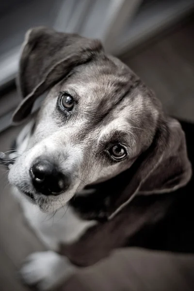 Beagle tazı köpeği portre — Stok fotoğraf