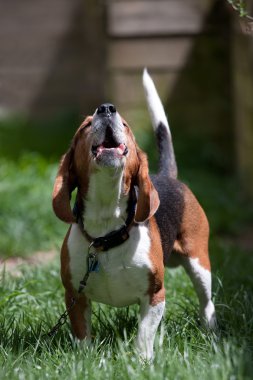 Beagle Dog Barking clipart