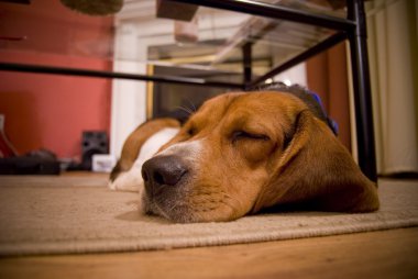 Sleepy beagle clipart