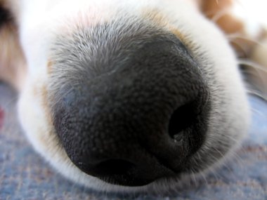 Beagle Nose Macro clipart