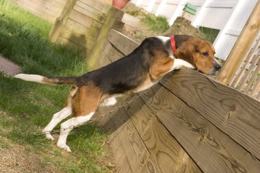 Beagle Pup clipart