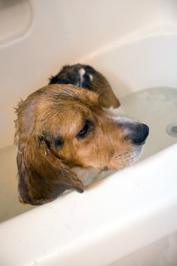 Beagle Dog in the Bathtub clipart