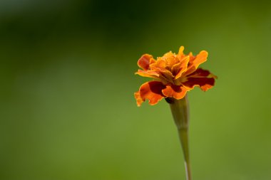 kadife çiçeği