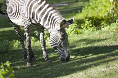 zebra otlatma