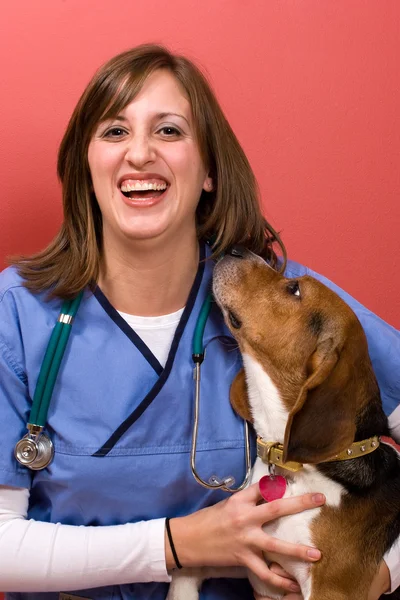 Veterinário com um Beagle — Fotografia de Stock