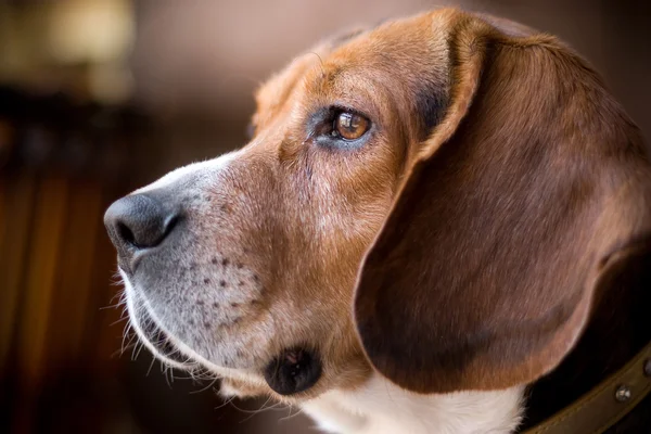 Beagle olhar fino — Fotografia de Stock