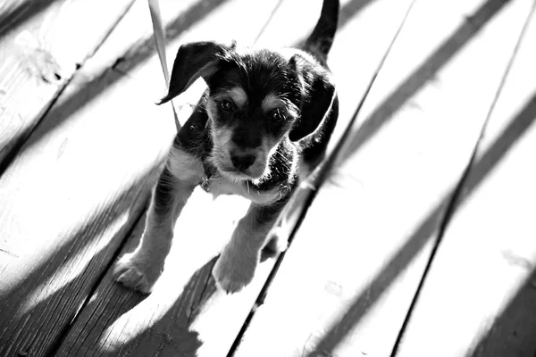 可愛い子犬 — ストック写真