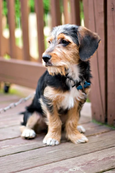 Schattige puppy hondje — Stockfoto