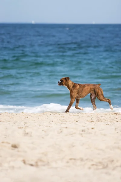 Dog at the Beach — Stock Photo, Image