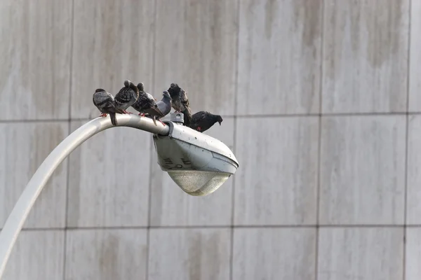 Pigeons de ville — Photo