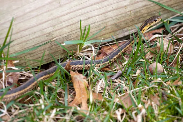 Harisnyakötő kígyó — Stock Fotó