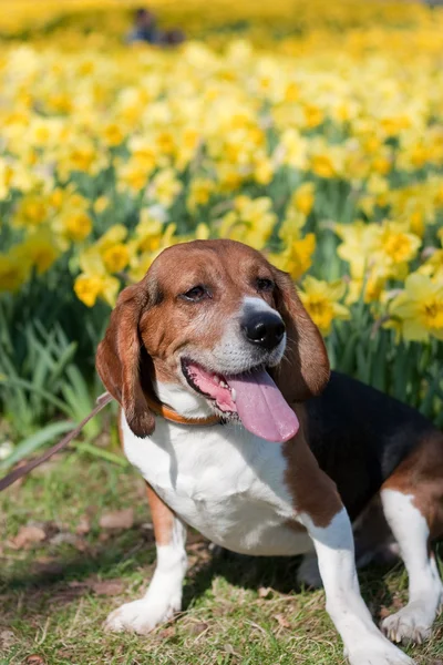 Dog In the Flowers — Stock Photo, Image