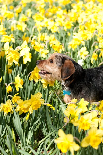Hund i blommor — Stockfoto