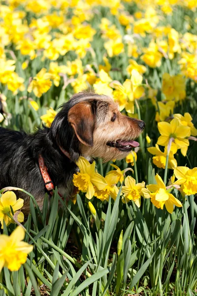 Hund i blommor — Stockfoto