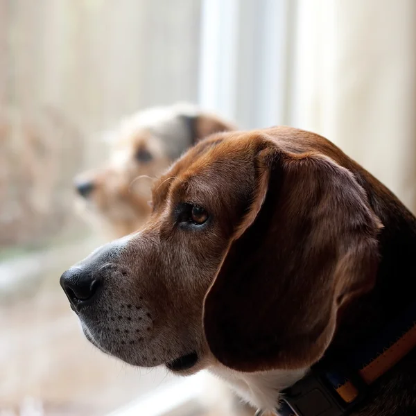 Honden met separatie angststoornis — Stockfoto