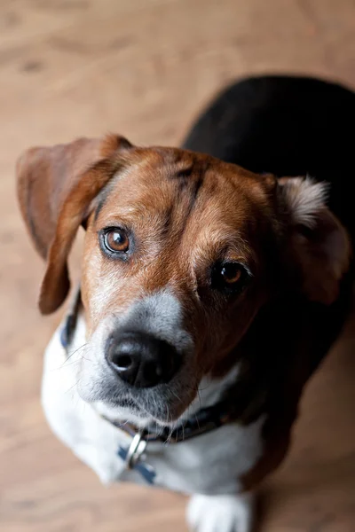 Şirin beagle köpek — Stok fotoğraf