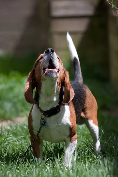 Beagle köpek havlıyor — Stok fotoğraf