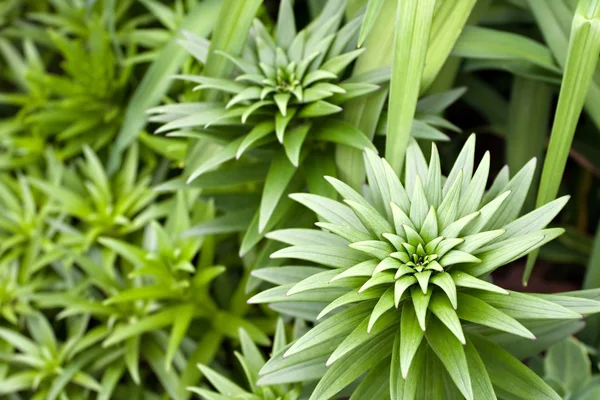 stock image Unbloomed Lily Plants