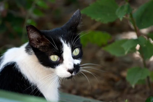 stock image Black and White Cat