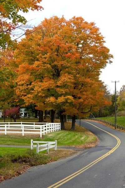 Vibrant Fall Foliage Maple Tree — Stok fotoğraf