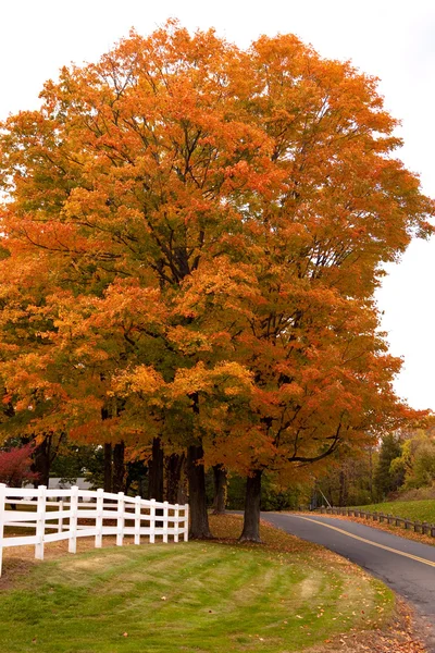 Vibrující podzim listí javor — Stock fotografie