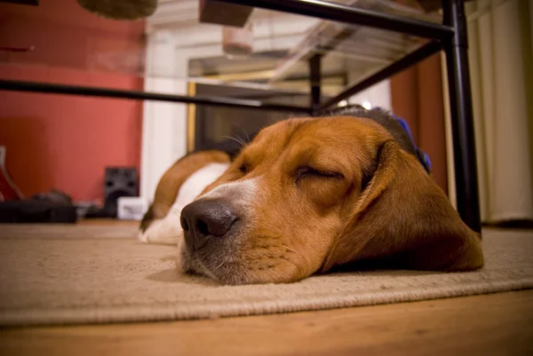 Sleepy beagle — Stock Photo, Image