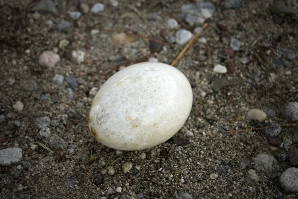 失われた卵 — ストック写真