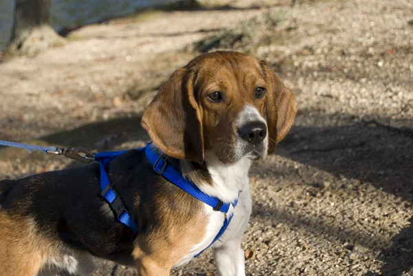 Alerta beagle — Foto de Stock