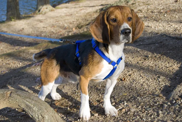 Alert beagle — Zdjęcie stockowe