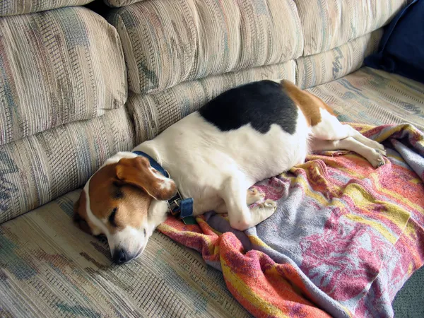 Beagle dormitar —  Fotos de Stock