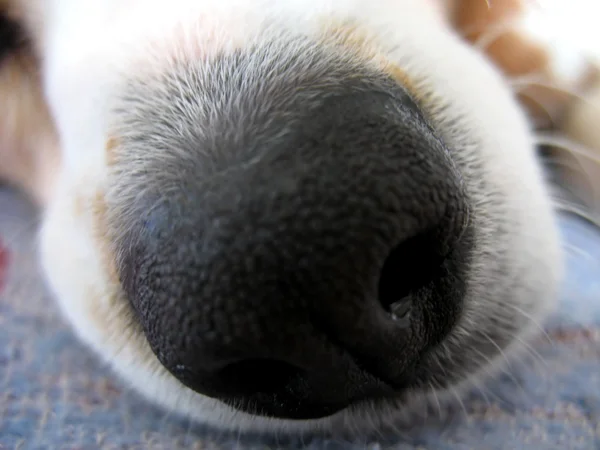 Beagle nos makro — Stock fotografie