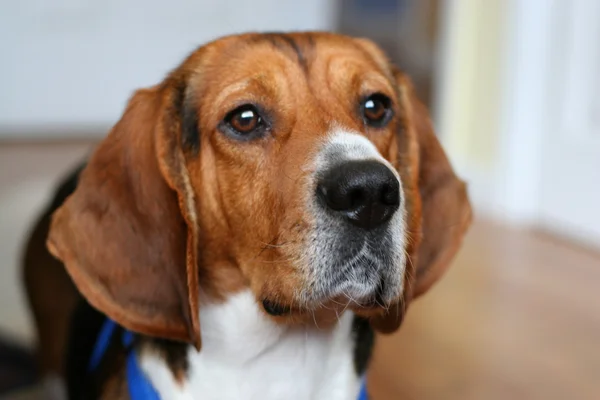 Retrato de beagle — Fotografia de Stock
