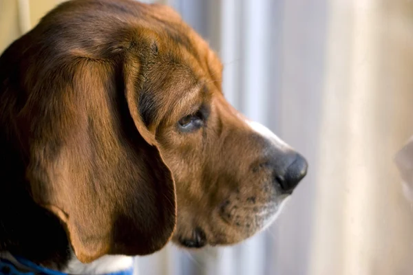 Beagle en la ventana — Foto de Stock