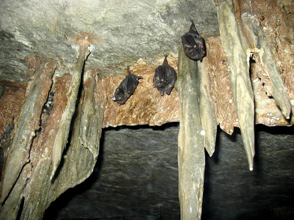 Tres murciélagos cuelgan — Foto de Stock