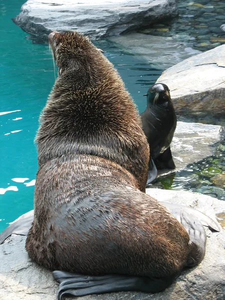 Тюлень и морской лев — стоковое фото