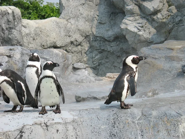Mean Penguins — Stock Photo, Image
