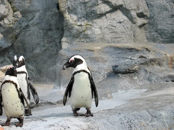 3 sevimli penguenler — Stok fotoğraf