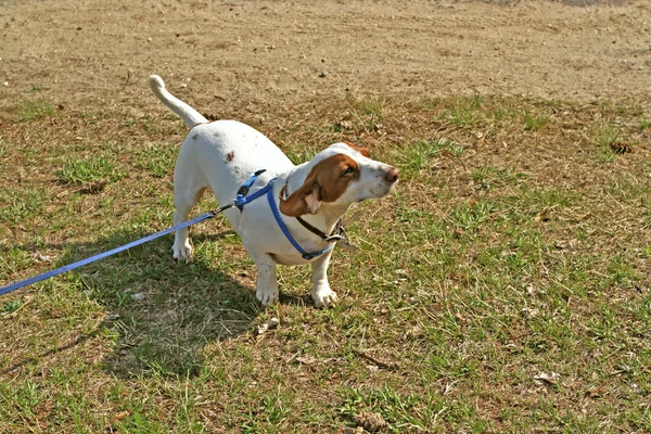 Beyaz dachshund — Stok fotoğraf