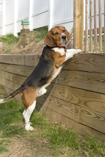 Szczeniak Beagle — Zdjęcie stockowe