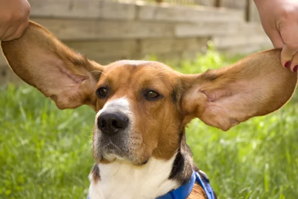 大きな耳ビーグル — ストック写真