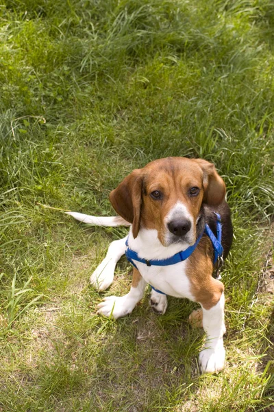 Lindo perro beagle — Foto de Stock