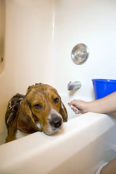 Beagle Perro en la bañera — Foto de Stock